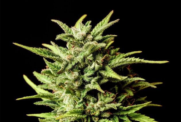 Auto Break-up Cake feminised cannabis seeds by Kannabia for indoor and outdoor